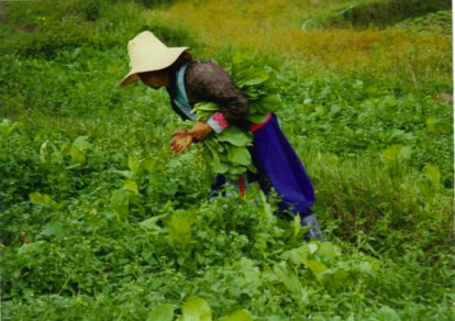 hmong farming