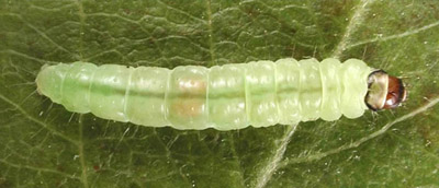 OLRB larva