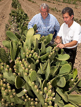 People Picking Fruit off of Cacti