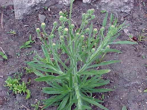 Hairy fleabane (similar to horseweed), ready to flower and produce seeds.