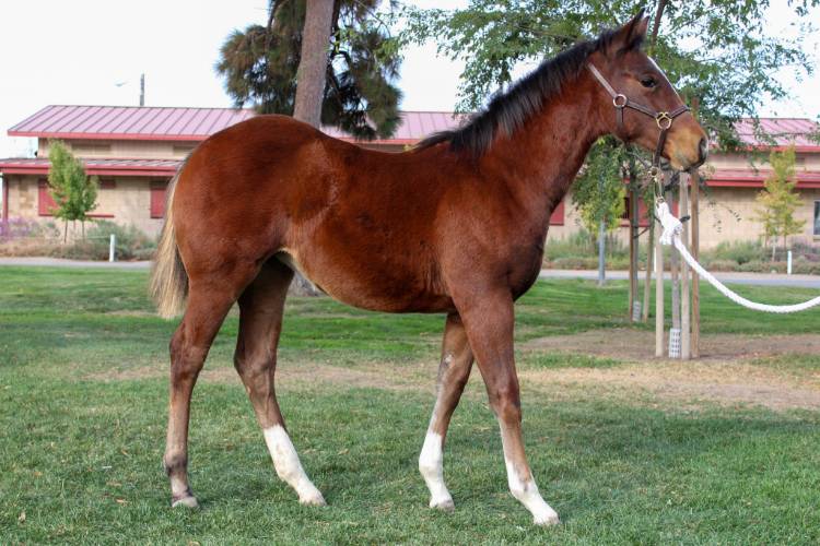 Hiccup, 2021 bay filly