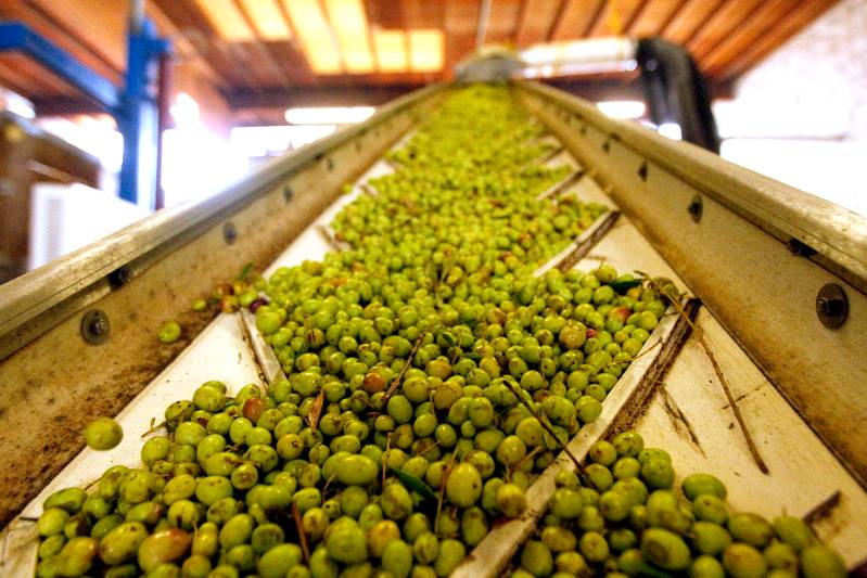 Olives on a conveyor