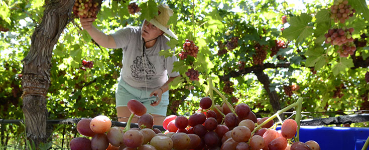 2015 Summer Sweet Scarlet Grape Harvest