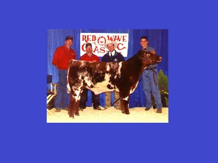 Reserve Grand Champion Steer 1999