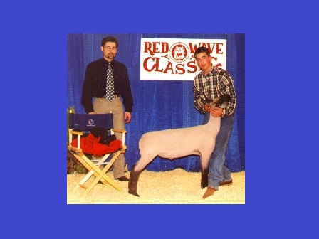 reserve Grand Champion Lamb 1999