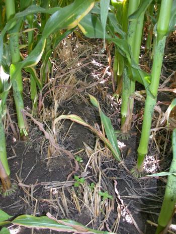 Weed densities in 38 cm (15 in) corn rows 