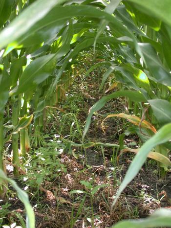 Weed densities in 76cm (30 in) corn rows 