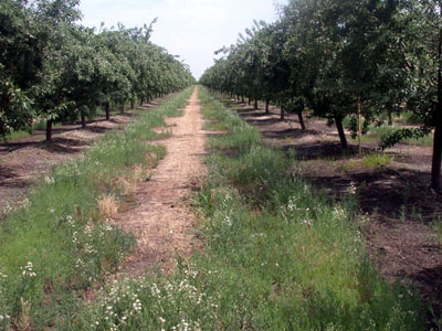Fleabane-orchard