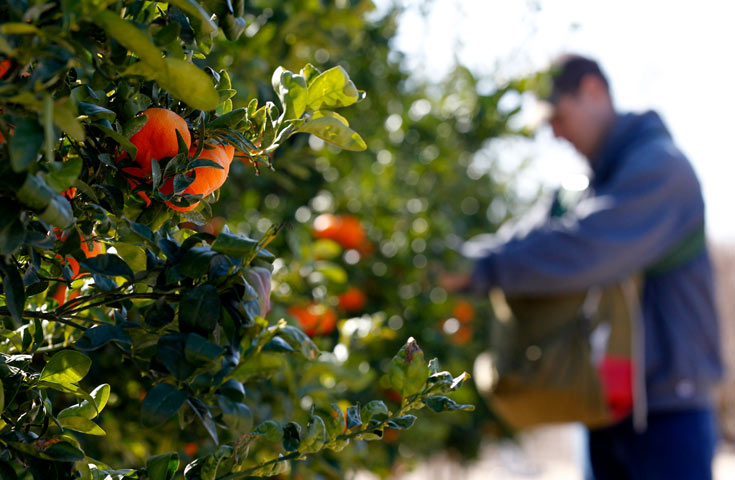 Man picking fruits