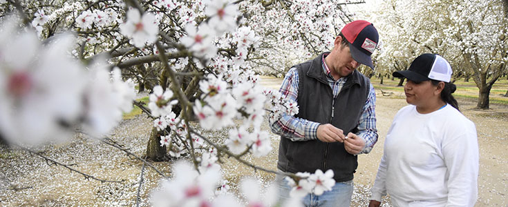 Fresno State almond orchard bloom - farm orchard manager/technician Rob Willmott and student worker Georgina Reyes Solorio