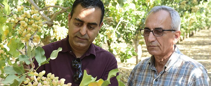 Fresno State California Water Institute agricultural research engineer Shawn Ashkan and plant science faculty Dr. Gurreet Brar in campus pistachio orchard as part of online pistachio crop calculator