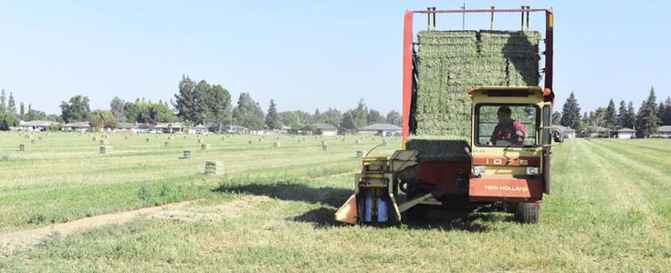  Fresno state campus farm manager David Sieperda picks up and transfers alfalfa hay bales used for campus farm animal units