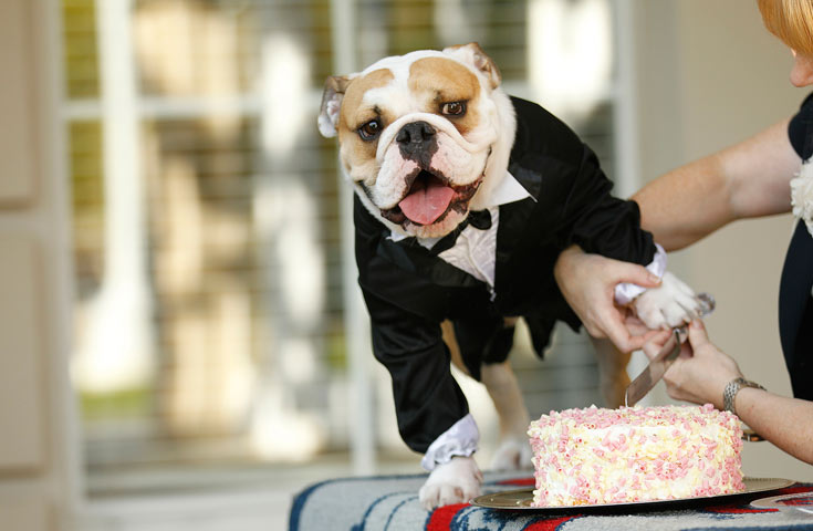 Victor E. Bulldog